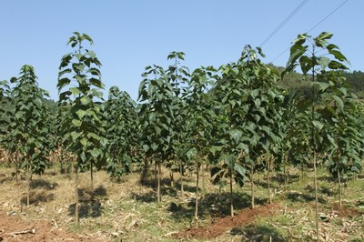 罗平县加强种苗生产 夯实林业发展基础