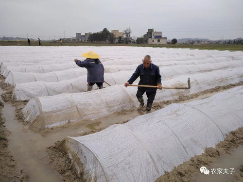 湘潭县农业农村局 多措并举促粮食生产