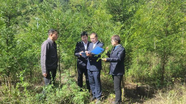 宁陕县林业局开展林木种苗质量监督抽查工作