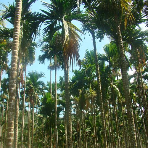 槟榔基地直销当年新采林木种子槟榔种子热带观赏树种